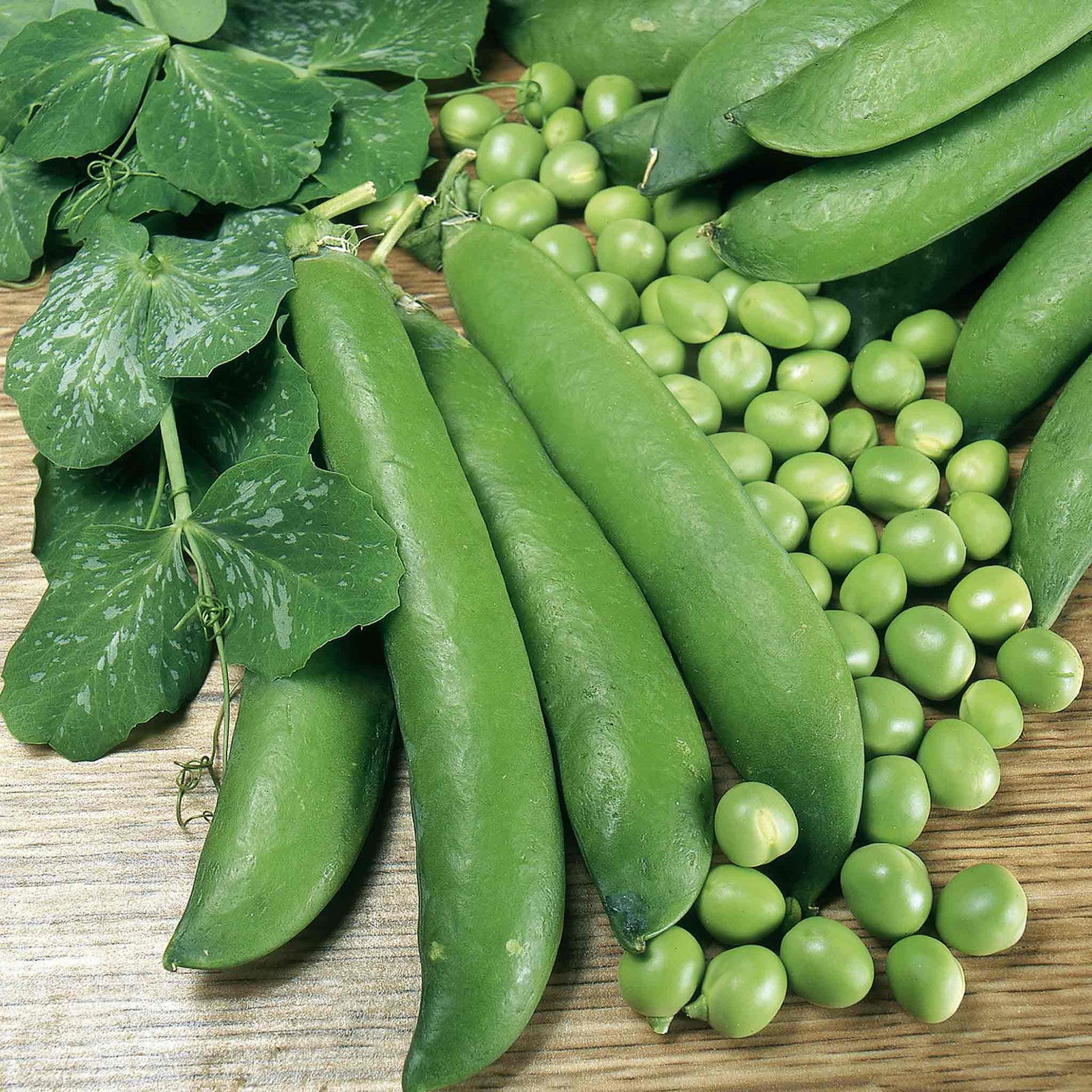 Pea 'alderman' Maincrop - Multi-sown Despatched From April | 12 x Plug Plants | Green