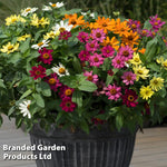 Thompson & Morgan Garden Ready Zinnia Zahara Single Mixed Flower Plants Garden Ready Plants