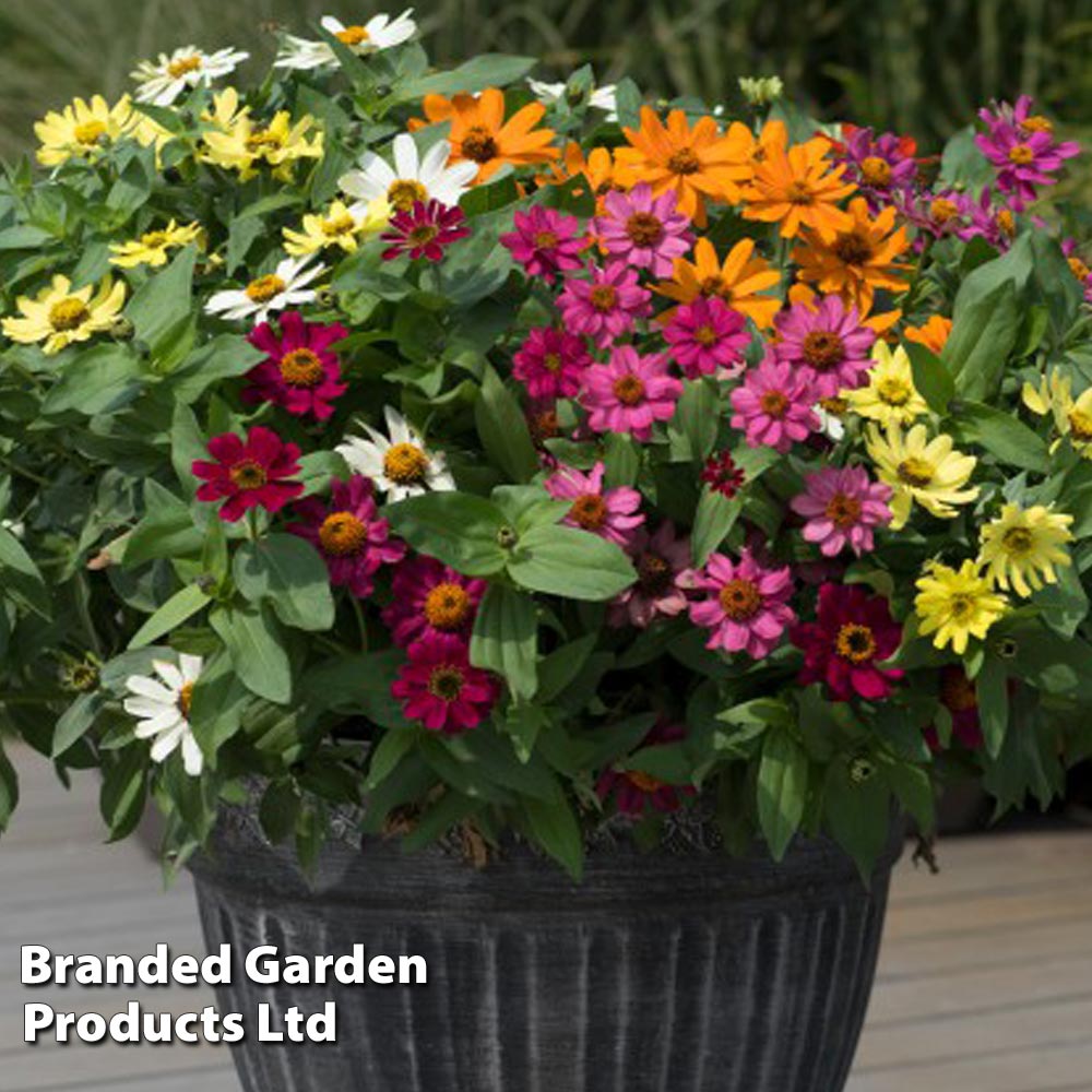 Thompson & Morgan Garden Ready Zinnia Zahara Single Mixed Flower Plants Garden Ready Plants