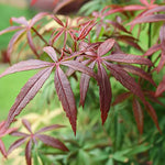 Japanese Maple - Acer Palmatum 'Starfish' - Height 60-70cm - ⌀19cm | Set of 1 | Red