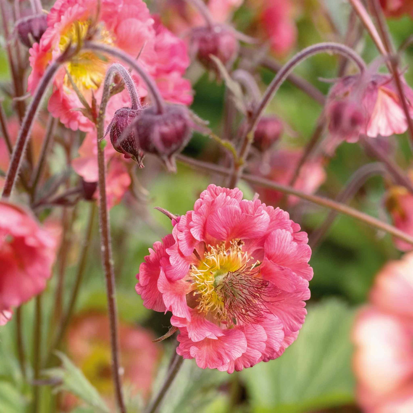 Geum 'pink Petticoat' Compact Pink Perennial For Borders And Containers | 6 x Jumbo Plugs | Pink