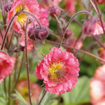 Geum 'pink Petticoat' Compact Pink Perennial For Borders And Containers | 6 x Jumbo Plugs | Pink
