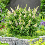 Thompson & Morgan Buddleja Butterfly Candy Little White 9cm Pot X 1