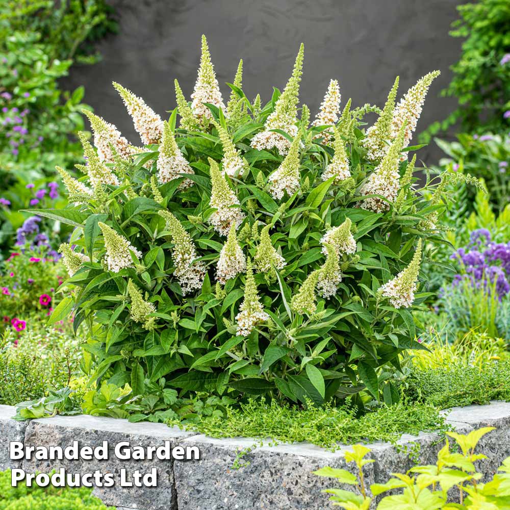 Thompson & Morgan Buddleja Butterfly Candy Little White 9cm Pot X 1