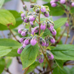 Deutzia 'raspberry Sundae' Compact Purple-tipped White Shrub | 1 x 9cm | White & Purple