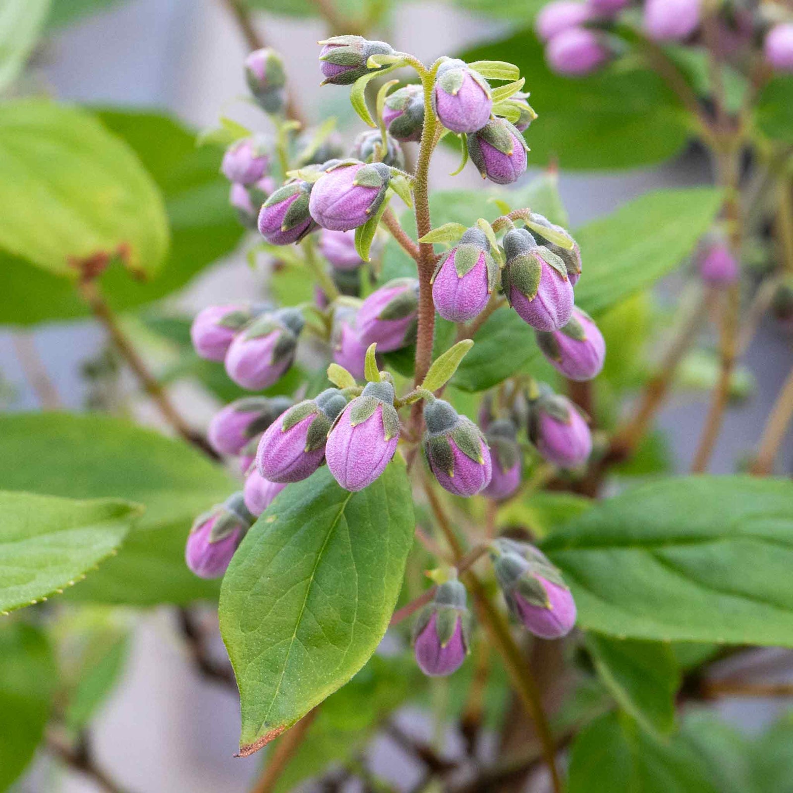 Deutzia 'raspberry Sundae' Compact Purple-tipped White Shrub | 1 x 9cm | White & Purple
