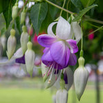 Fuchsia 'deltas Sarah' - Hardy Blue And White Flowering Fuchsia | 3 x Jumbo Plug Plants | Blue & White