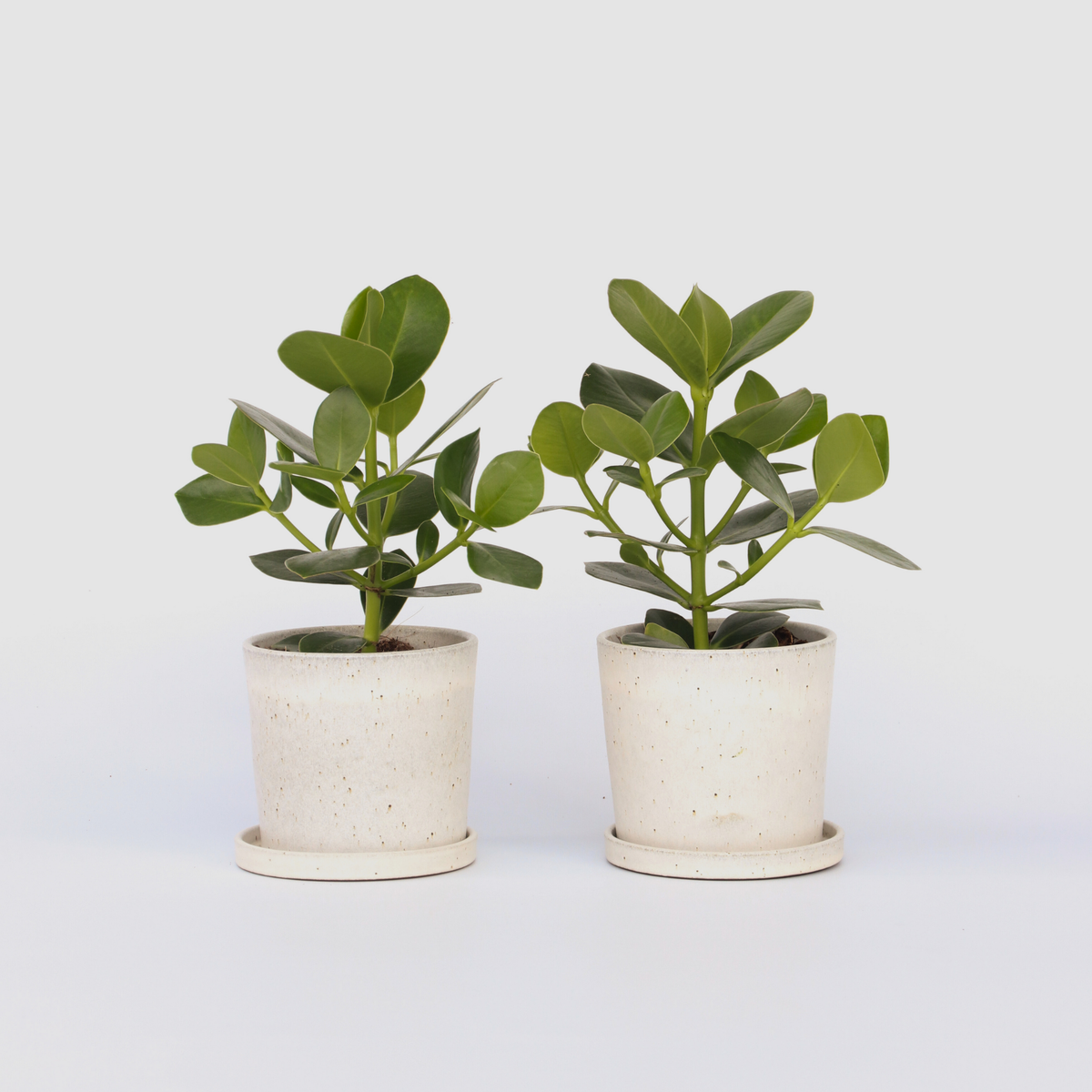 Autograph Tree - 2 Pcs. - Clusia Rosea 'princess' - Height 25-35cm - ⌀12cm | Set of 2 | Green