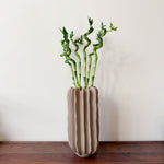 Lucky Bamboo - 6 Pcs. - Dracaena Sanderiana - Height 40-50cm - ⌀2cm | Set of 6 | Green