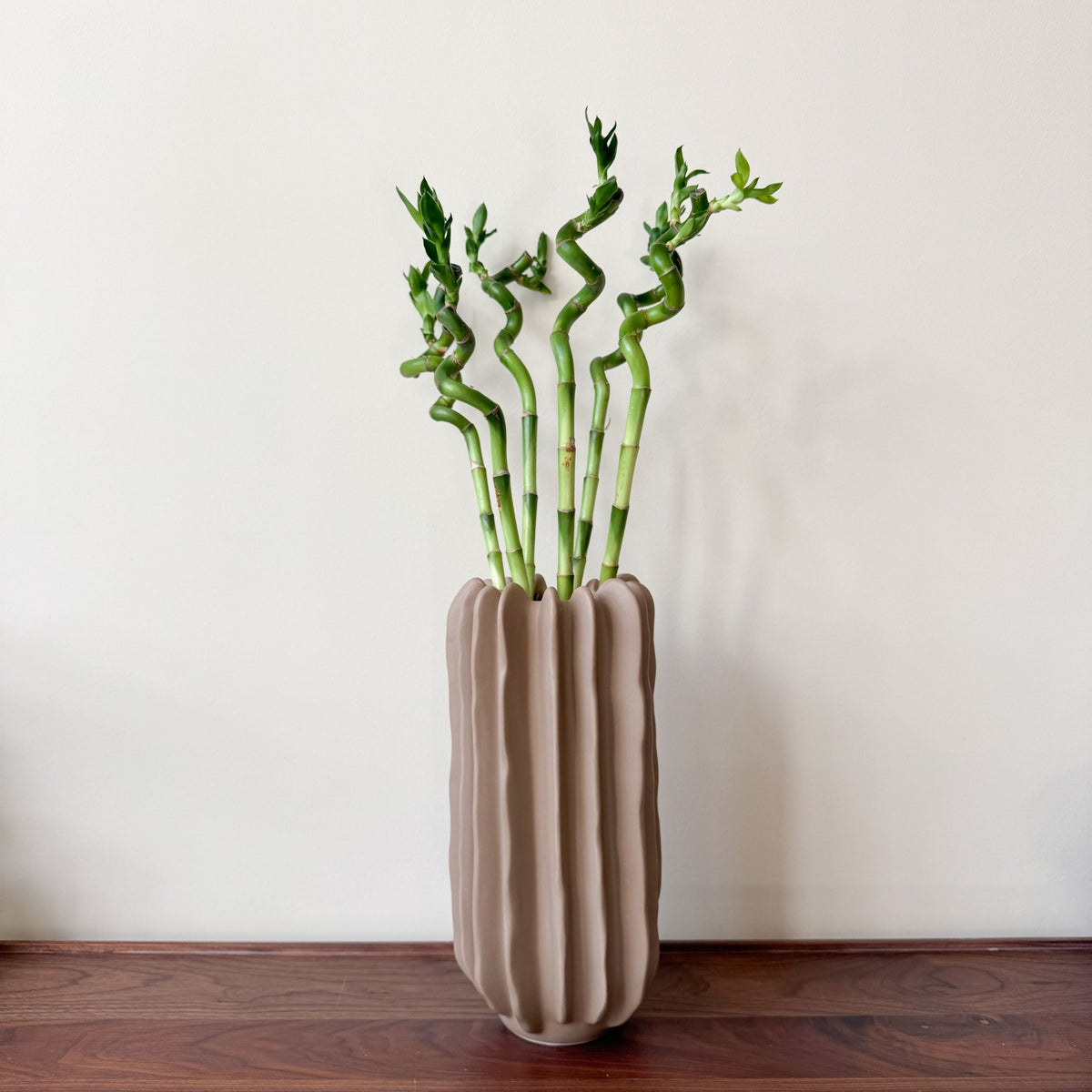 Lucky Bamboo - 6 Pcs. - Dracaena Sanderiana - Height 40-50cm - ⌀2cm | Set of 6 | Green