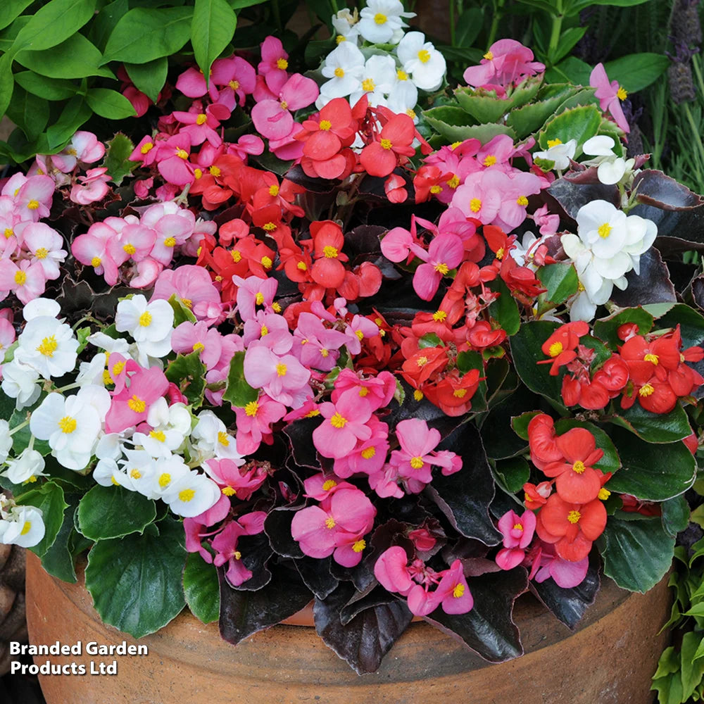 Begonia Organdy Mixed (t&ms Choice) Garden Ready Plants | 24 x Garden Ready Plants