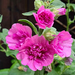 Lavatera 'princess Pink' Double-flowered Shrub Plant | Set of 1