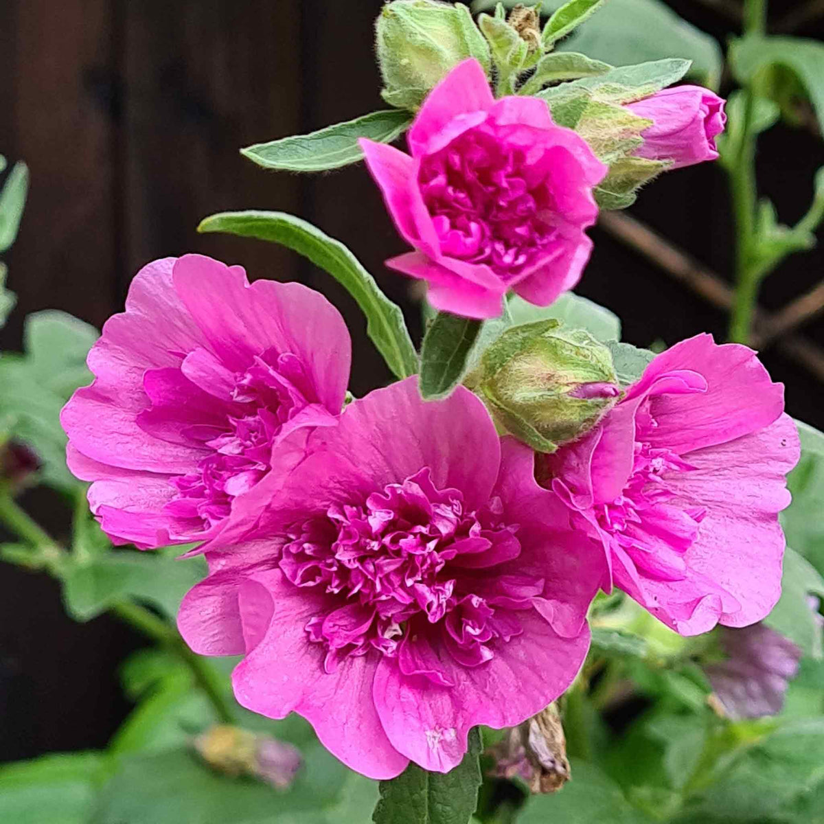 Lavatera 'princess Pink' Double-flowered Shrub Plant | Set of 1