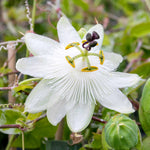 Passiflora 'constance Elliot' 3l Climbing Passion Flower White | Set of 1 | Green & White