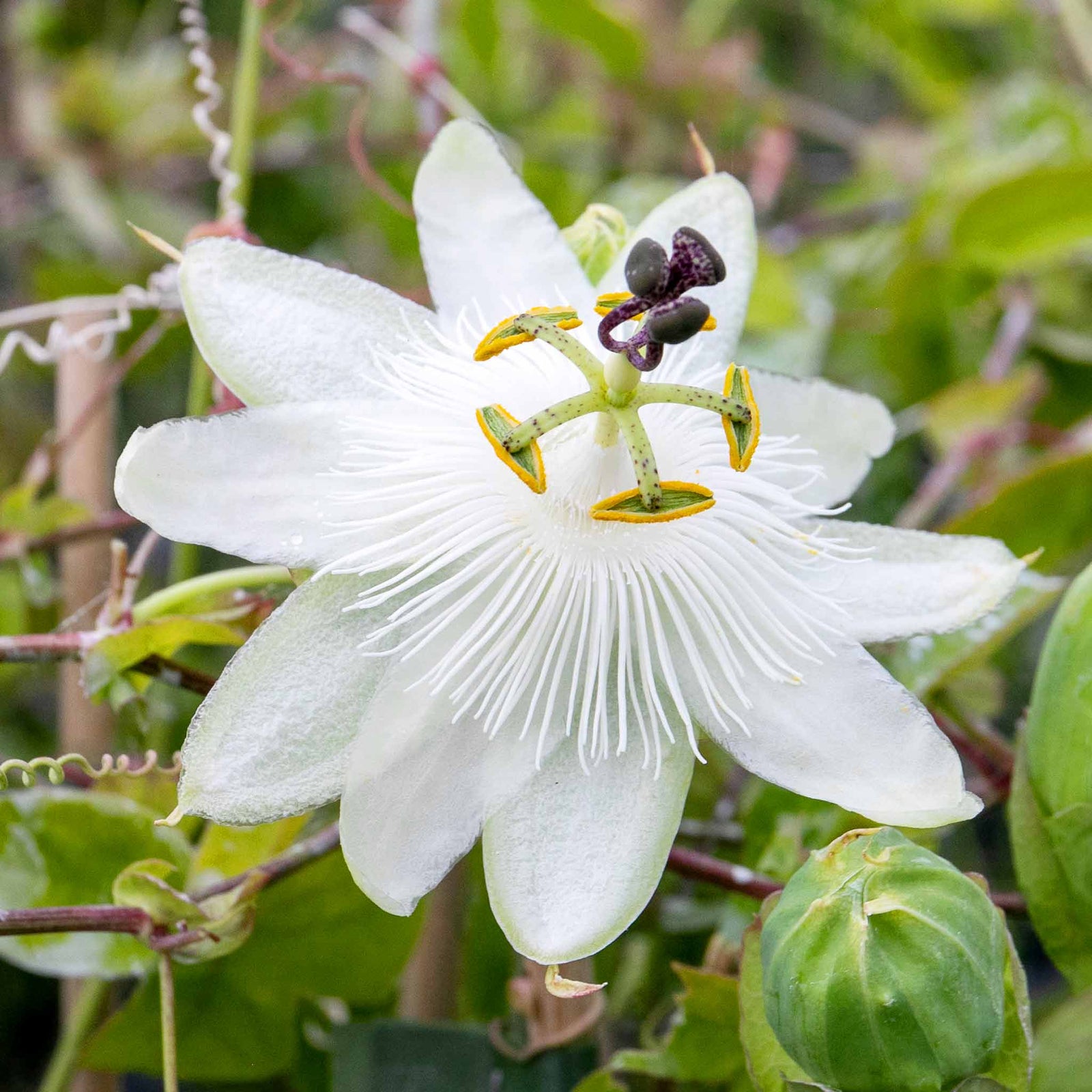 Passiflora 'constance Elliot' 3l Climbing Passion Flower White | Set-of-1 | Green & White