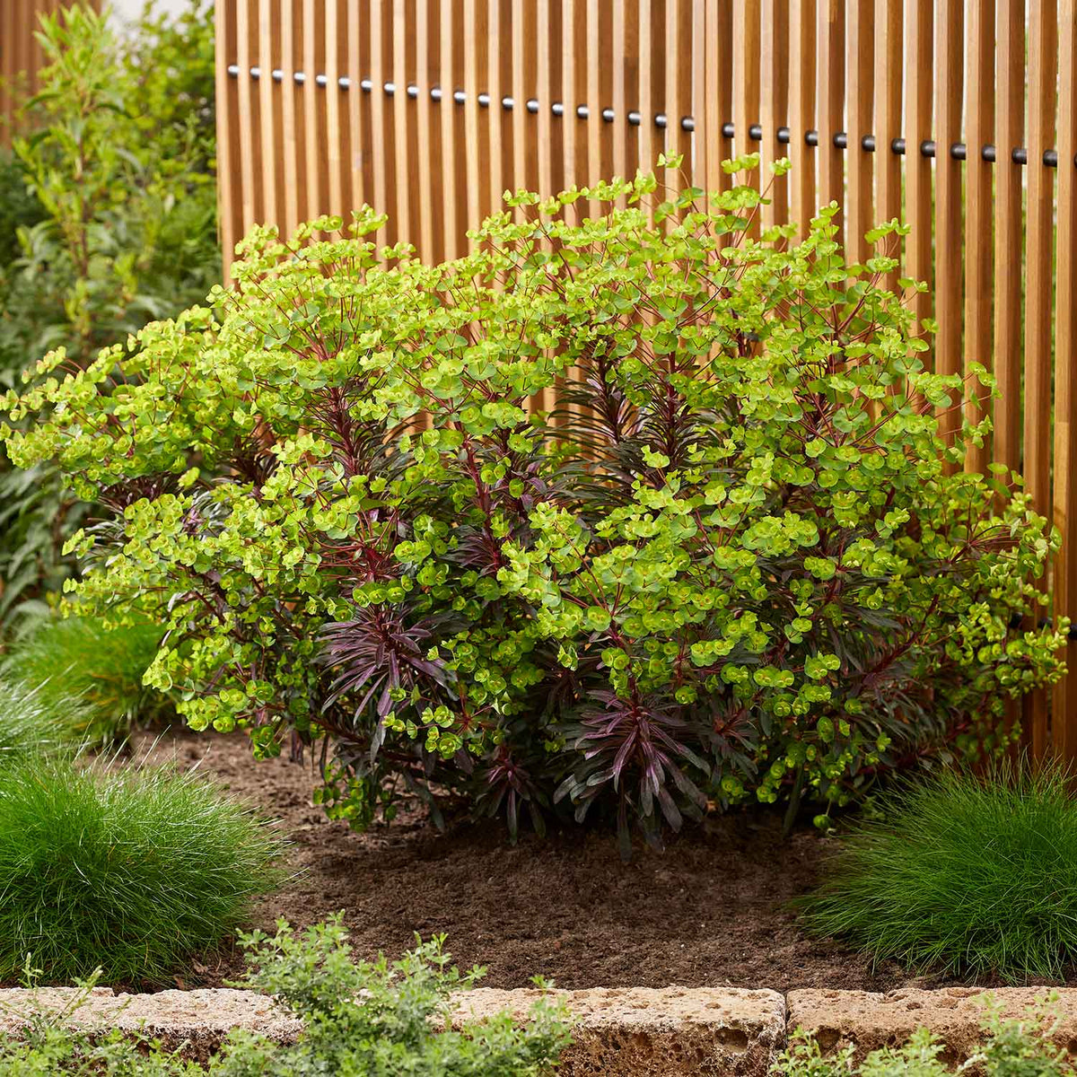 Euphorbia 'miners Merlot' Drought-tolerant Perennial 2l | Set of 1 | Green