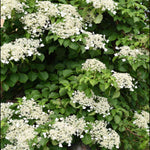 Hydrangea Seemanii - Evergreen Hardy Climbing Shrub 3 X 9cm Pots