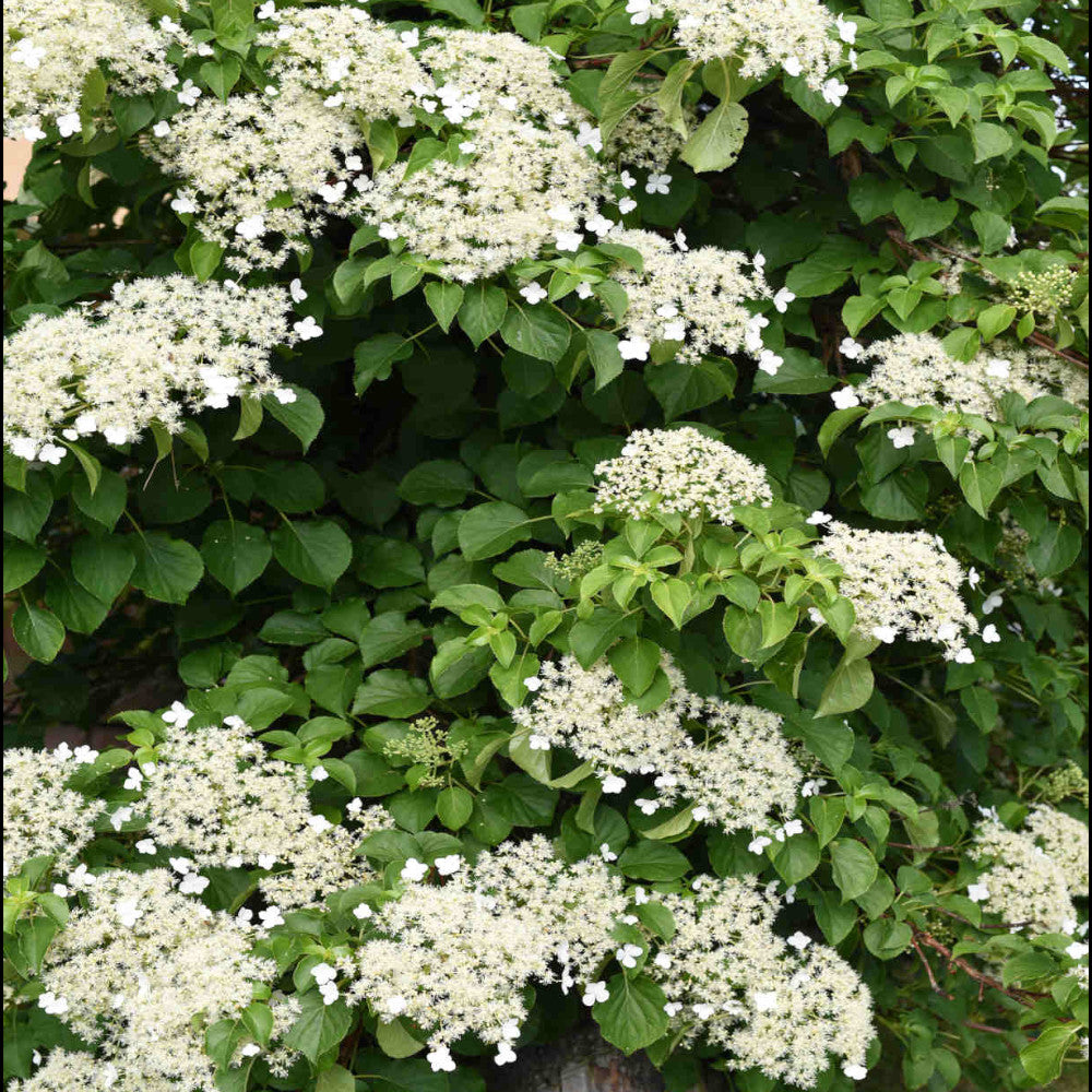 Hydrangea Seemanii - Evergreen Hardy Climbing Shrub 3 X 9cm Pots
