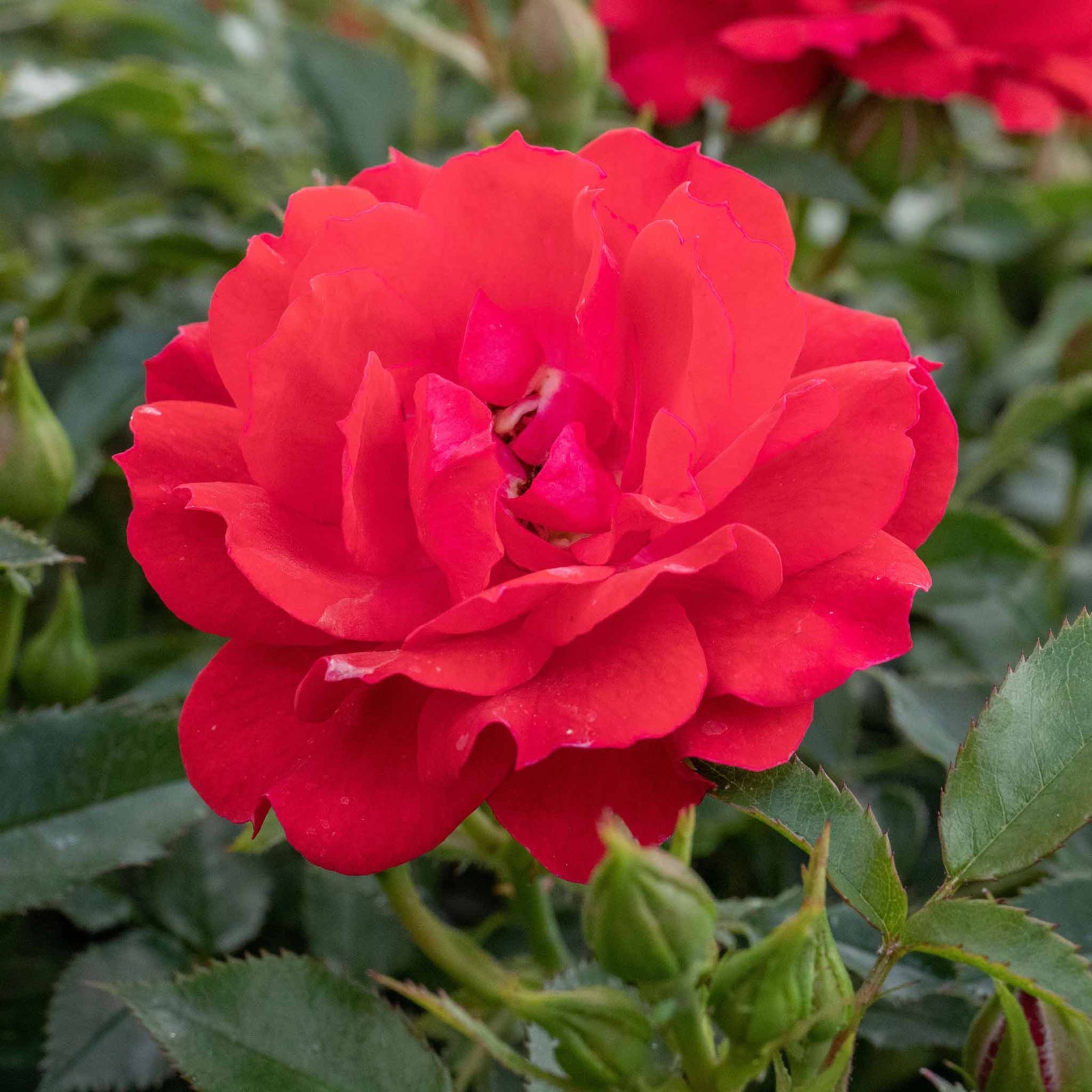 Raspberry Royale Patio Rose 40cm | 1 x Bare Root | Red