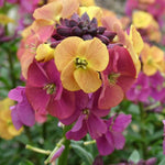 Erysimum (wallflower) Artist Paintbox 9cm Pot | Set of 2
