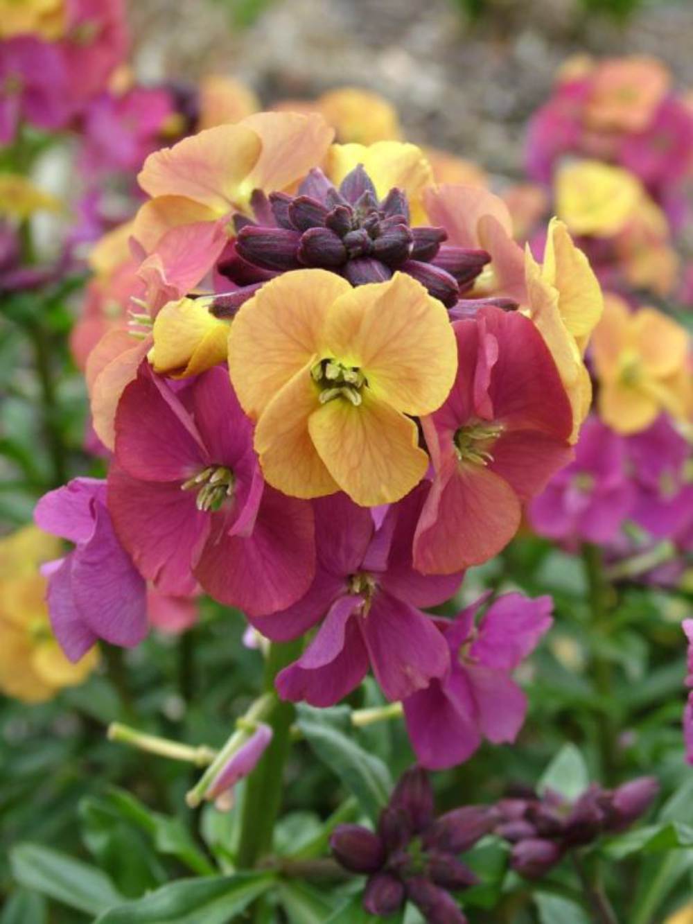 Erysimum (wallflower) Artist Paintbox 9cm Pot | Set of 1