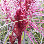 Hayloft Miscanthus Sinensis ‘piccolo Rubino’ - 9cm Pots