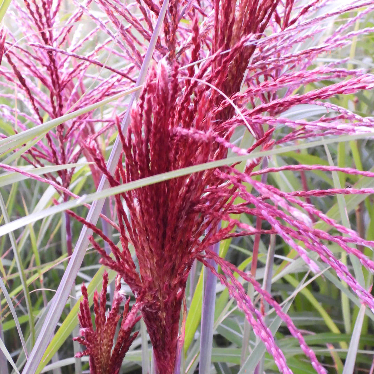 Hayloft Miscanthus Sinensis ‘piccolo Rubino’ - 9cm Pots