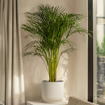 Parlour Palm - Chamaedorea Elegans - Height 50-60cm - ⌀17cm | Set of 1 | Green