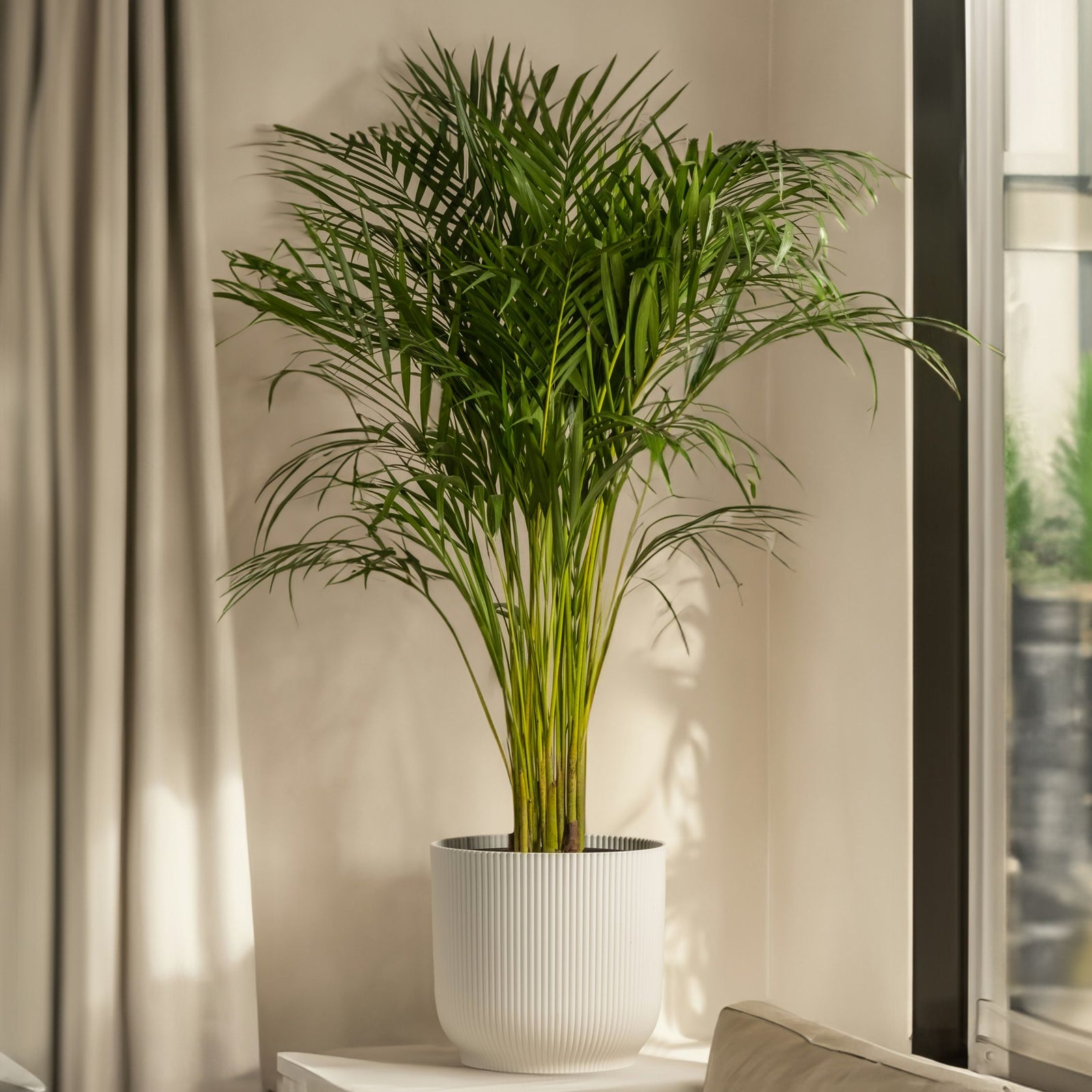 Parlour Palm - Chamaedorea Elegans - Height 50-60cm - ⌀17cm | Set of 1 | Green