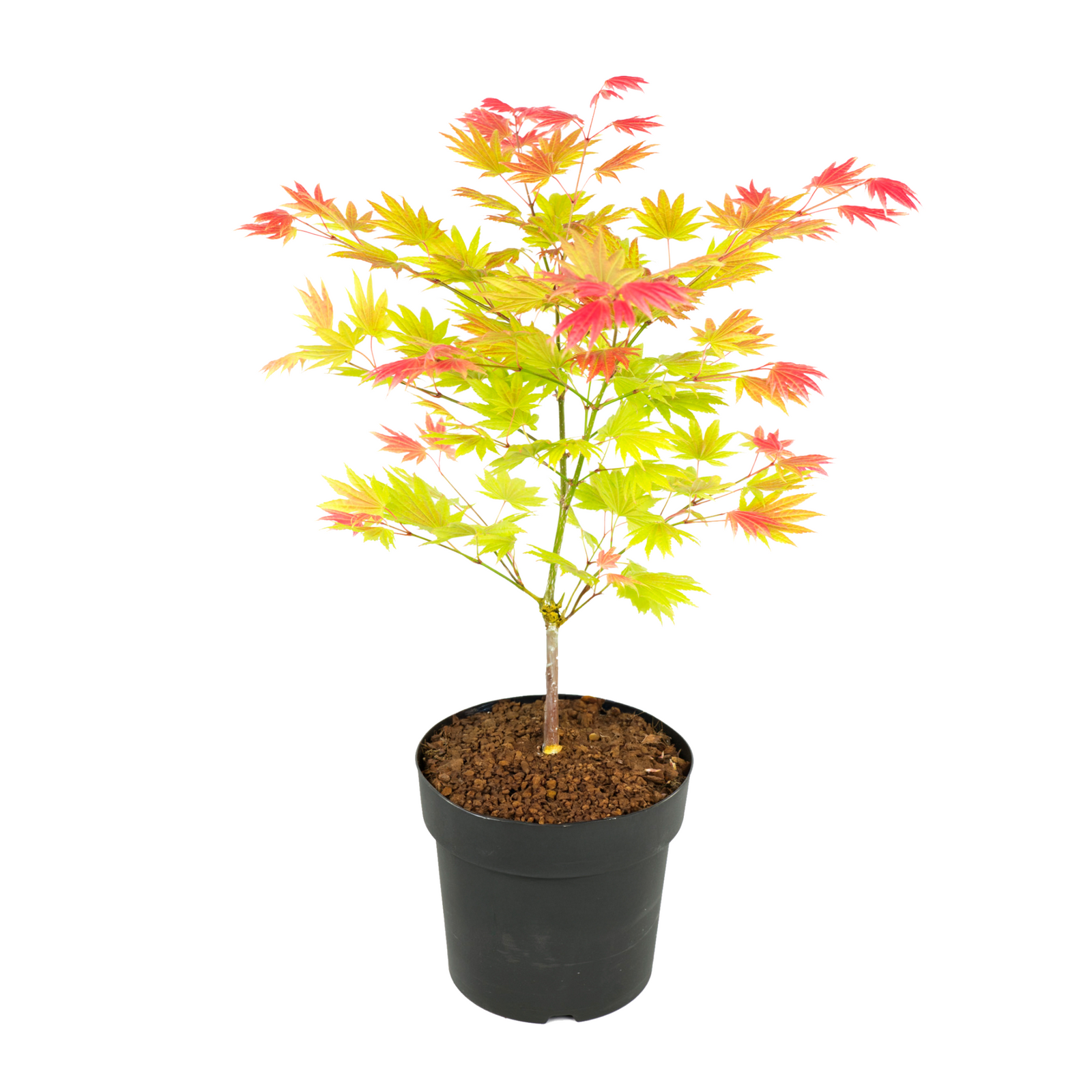 Japanese Maple - Acer Palmatum 'Moonrise' - Height 40-50cm - ⌀19cm | Set of 1 | Green