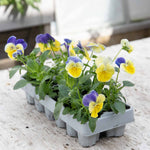 Pansy 'matrix Morpheus' - Garden Ready Plugs | Set of 12