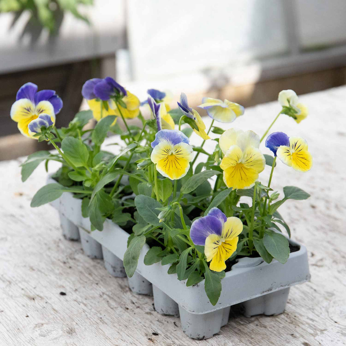 Pansy 'matrix Morpheus' - Garden Ready Plugs | Set of 12