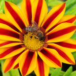 Hayloft Gazania Big Kiss Collection - Set Of 9 Young Plants