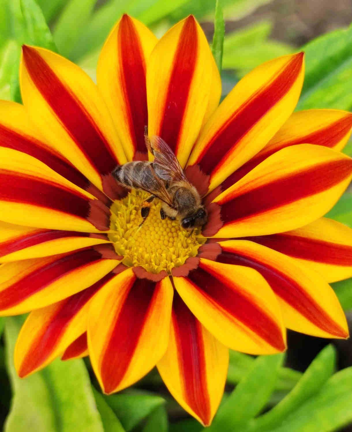 Hayloft Gazania Big Kiss Collection - Set Of 9 Young Plants