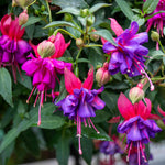 Fuchsia Standard 'winston Churchill' | 1 x 3L | Purple