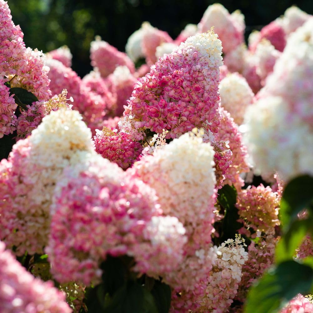 Thompson & Morgan Hydrangea Paniculata Living Strawberry Blossom - Creamy White To Strawberry Pink Blooms - Summer Display - 12cm Pot