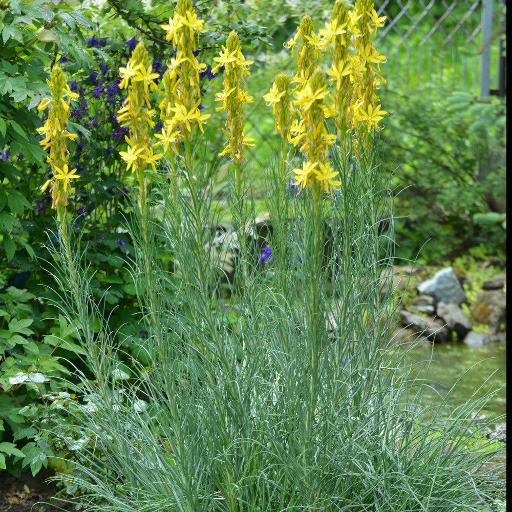 Asphodeline Lutea | 1 x 9cm | Yellow