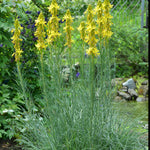 Asphodeline Lutea - 9cm pot | 1 x 9cm | Yellow