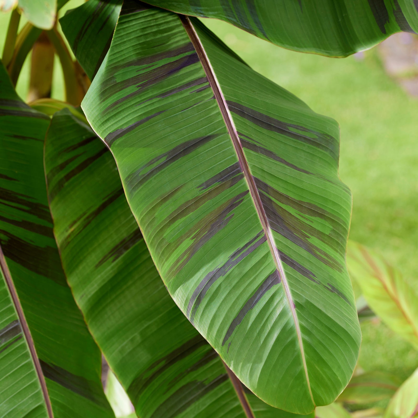 Musa Sikkimensis ‘Ever Red’ - Banana Plant - 1 x 9cm Pot