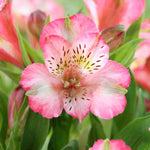 Perfect Alstroemeria Collection - Set Of 3 Compact Plants, Perfect For A Patio Display