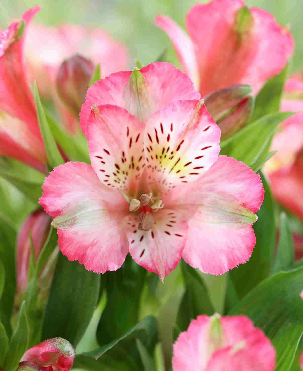 Perfect Alstroemeria Collection - Set Of 3 Compact Plants, Perfect For A Patio Display