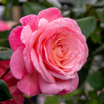 Rose 'sweet Romantica' - Hybrid Tea | 1 x Bare Root | Pink