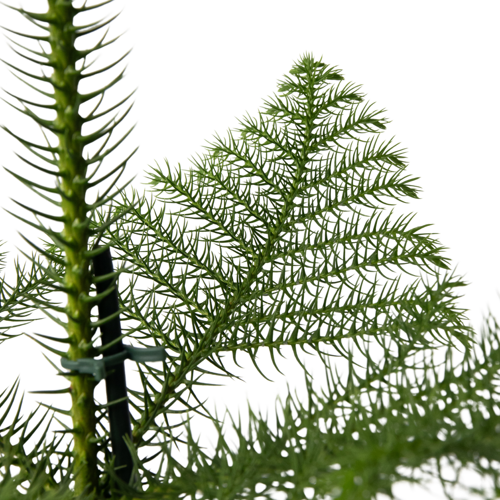 Norfolk Island Pine - Araucaria Heterophylla - Height 50-60cm - ⌀17cm | Set of 1 | Green