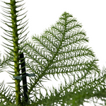 Norfolk Island Pine - Araucaria Heterophylla - Height 50-60cm - ⌀17cm | Set of 1 | Green