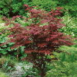 Acer Palmatum 'atropurpureum' - Purple-red Ornamental Tree | 3 x 7cm Plants | Burgundy
