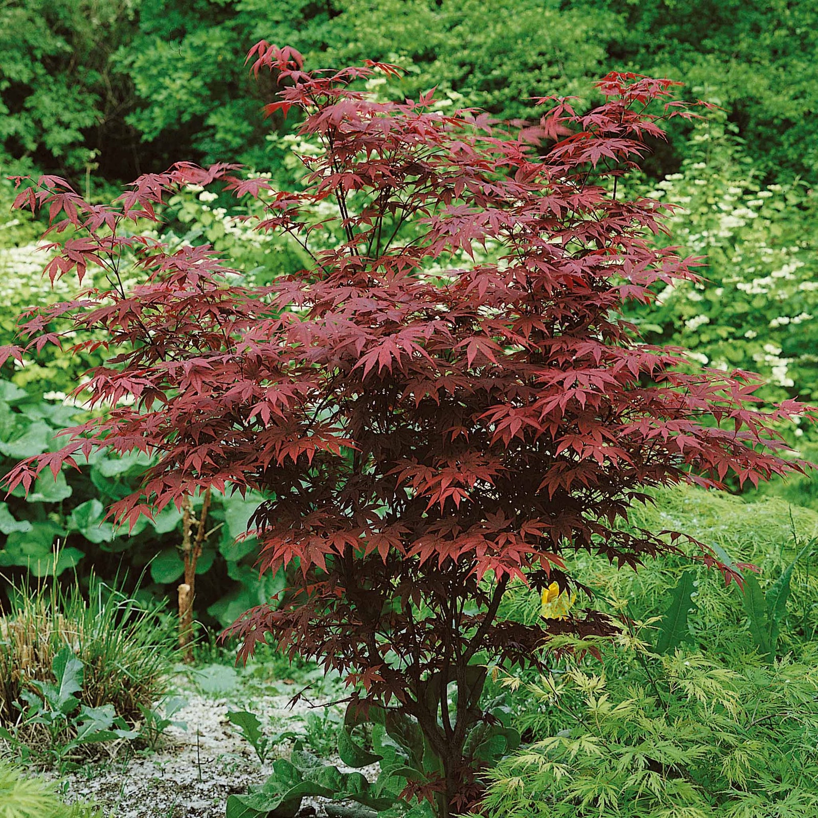 Acer Palmatum 'atropurpureum' - Purple-red Ornamental Tree | 1 x 9cm | Burgundy