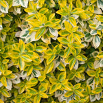 Euonymus Fortunei 'emerald 'n' Gold' Variegated Evergreen Shrub | 1 x 3L