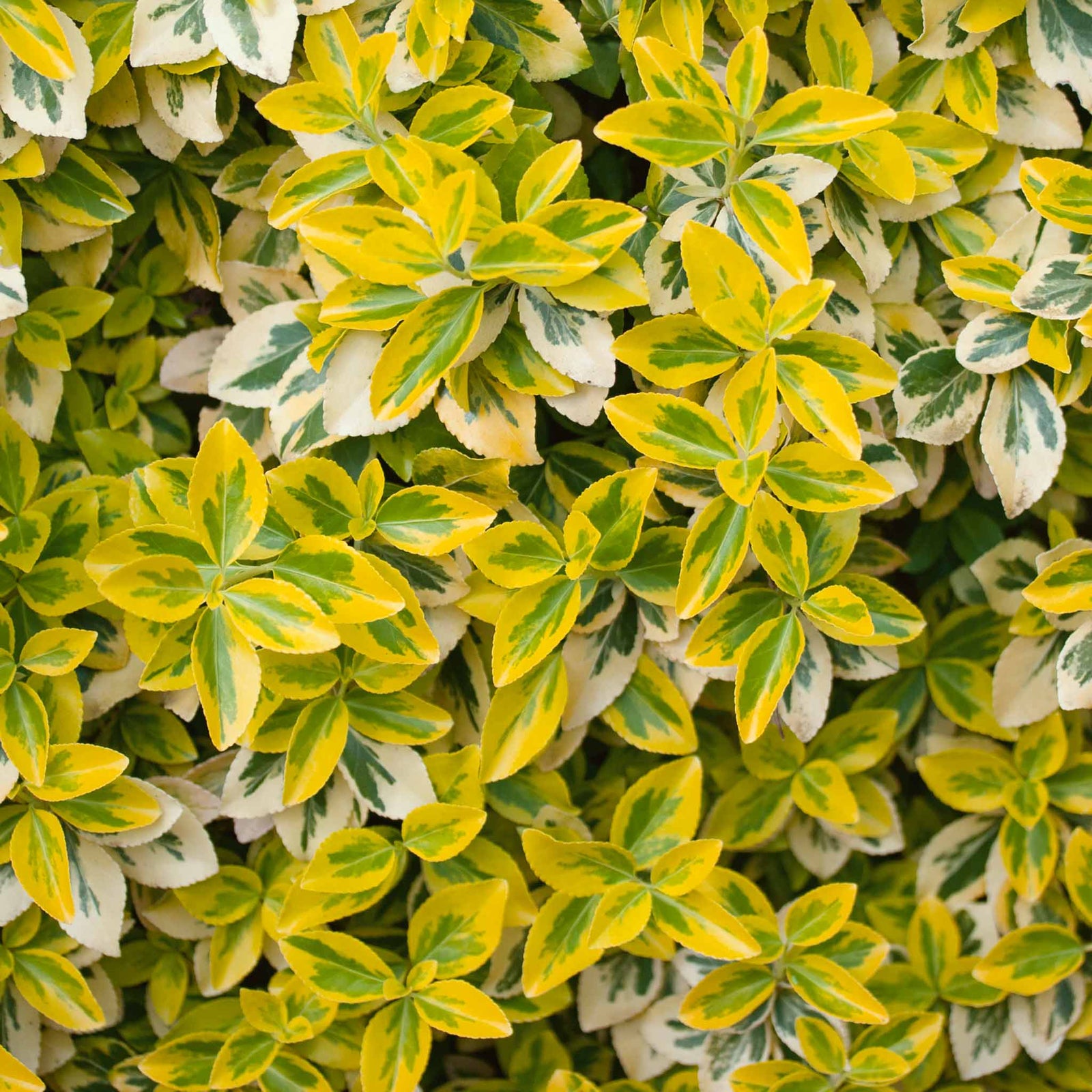 Euonymus Fortunei 'emerald 'n' Gold' Variegated Evergreen Shrub | 1 x 3L