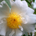 Winter Flowering Camellia Collection- Set Of 3 In 8cm Pots