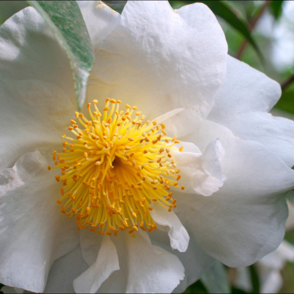 Winter Flowering Camellia Collection- Set Of 3 In 8cm Pots